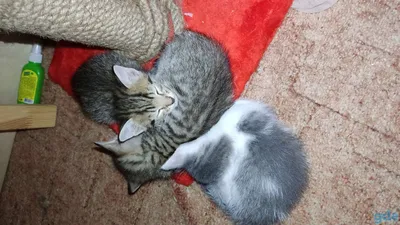 Отдам 3 месячных котят в хорошие руки: Бесплатно - Кошки Алматы на Olx