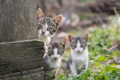 Уважаемые, добрые, неровнодушные люди, которым не все ровно😇 помогите  пристроить 3 месячных котят с дефектом глаз, кошка родила в… | Instagram