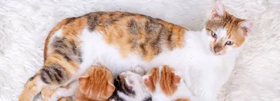 Молочная смесь для котят Beaphar Lactol kitty, 500 г - отзывы покупателей  на маркетплейсе Мегамаркет | Артикул товара:100025357391