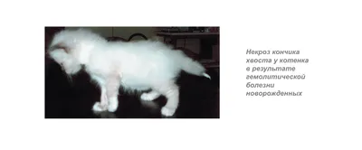 Чем кормить котёнка в 2 месяца: как подобрать рацион для разных пород,  график кормлений и список опасных продуктов — Ozon Клуб