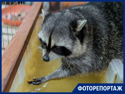 Самое милое видео дня: в Витебском зоопарке родились крошки-еноты -  04.09.2023, Sputnik Беларусь
