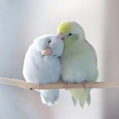 Фото милых попугаев фото