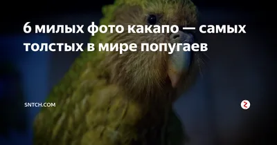 Волнистый попугай / Melopsittacus undulatus - «?Ну как можно быть таким  милым?» | отзывы