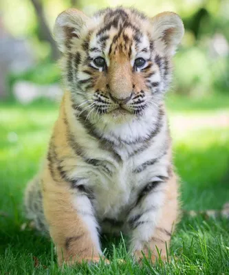 Милые, маленькие тигрята на бревне, …» — создано в Шедевруме