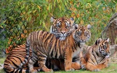 Милые мягкие тигрята! Символ Нового 2022 года! . . Подушки 600₽ и 400₽ Тигр  большой 650₽, тигр маленький 400₽ . Для заказа ☎️ 89189788258… | Instagram