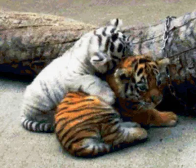 Тигрята: смотреть фото, картинки маленьких забавных тигрят