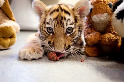Приближается Новый год, год Тигра. У нас вы можете приобрести разных мягких милых  тигрят для подарка и для души! 😻😻 ТК ФОРТУНА… | Instagram