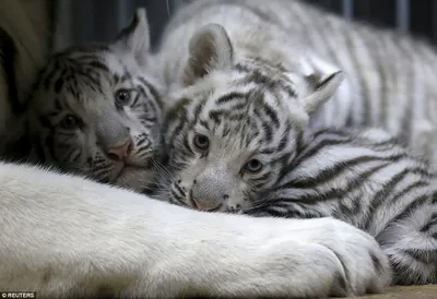 Тигрята на фотографиях. | Кошки. Милые и беспощадные | Дзен