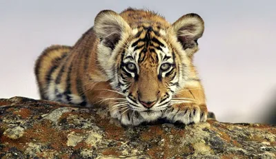 Полосатые и голубоглазые: любопытные факты из жизни тигрят - 29.07.2016,  Sputnik Узбекистан