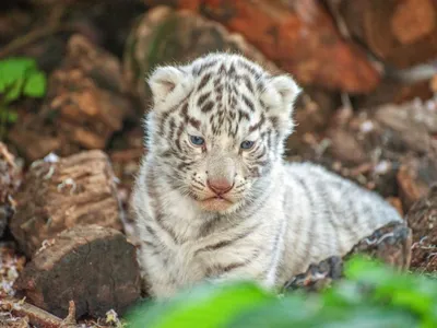 Фото: милые тигрята в зоопарке Кишинева