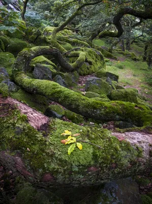 Текстура мха на дереве в лесу Stock Photo | Adobe Stock