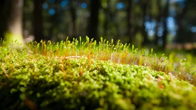 Прикосновение Свежего Мха В Лесу — стоковые фотографии и другие картинки  Природа - Природа, Лес, Дерево - iStock
