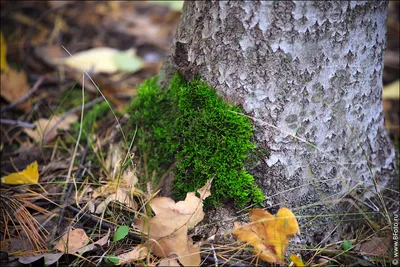 Деревянный глубокий мох в мхе зеленого цвета леса в Карпатах Стоковое Фото  - изображение насчитывающей цвет, гора: 100724464