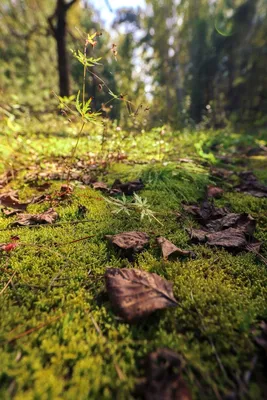 Лесной мох (54 фото) - 54 фото