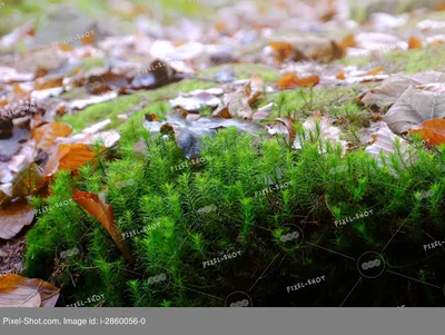 Фото листвы опавшей и мох осенью в лесу | Природа, Лес, Зелень
