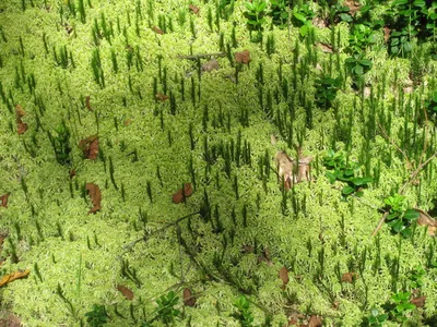 Крупный План Покрытой Мхом Поверхности Лесу стоковое фото ©Wirestock  431405226