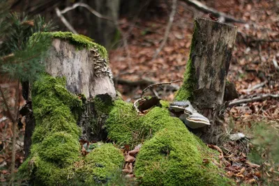 Зеленый мох на земле в осеннем лесу :: Стоковая фотография :: Pixel-Shot  Studio