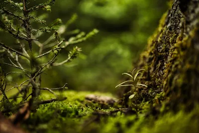 Фотография Природа Леса Мох дерево