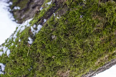 Белый мох в лесу - фото и картинки: 30 штук