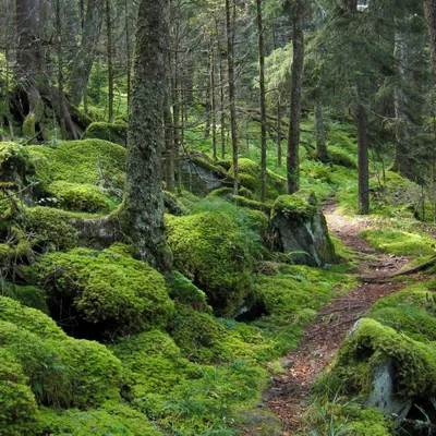 Фотография свежего мха в лесу Фон И картинка для бесплатной загрузки -  Pngtree