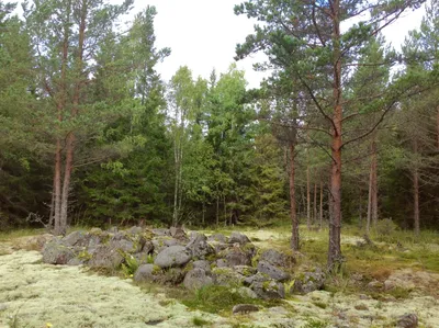 Фото листвы опавшей и мох осенью в лесу в 2023 г | Природа, Лес, Зелень