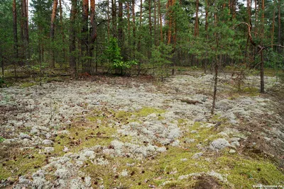 Крупный План Мха В Первобытном Лесу — стоковые фотографии и другие картинки  Абстрактный - Абстрактный, Без людей, Бореальный лес - iStock