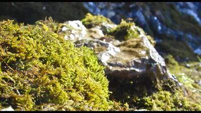 мхи в вечнозелёном лесу стоковое изображение. изображение насчитывающей  холм - 157012733