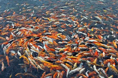 Почему в чужих реках рыбы так много, а в наших - не очень? | Отдохнём и  порыбачим | Дзен