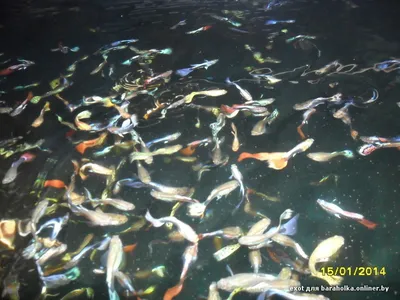 Рыбы... Много рыбы | Пикабу