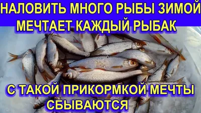 Много рыбы в озере ждать, чтобы накормить Стоковое Изображение -  изображение насчитывающей рот, экземпляр: 204951347