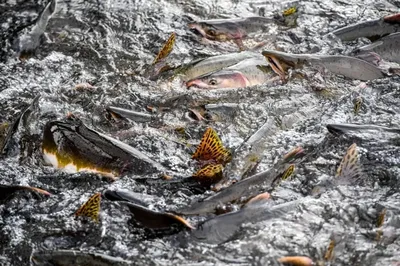 А вы знали, что в нашем живописном озере водится много рыбы? Для одного  рыбалка-образ жизни, для другого-просто хобби, для остальных-еще… |  Instagram