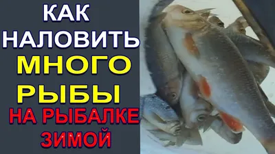 Большой улов на рыбалке: что нужно предпринять рыболову, чтобы поймать много  рыбы