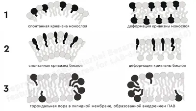 Клеточная мембрана Стоковые фотографии, картинки, все без лицензионных  отчислений - Envato Elements