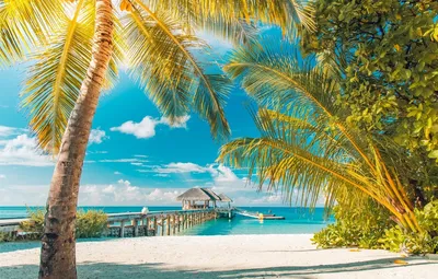 Пляж, пальмы, яркий солнечный день и красивое море Стоковое Изображение -  изображение насчитывающей природа, горяче: 146412861