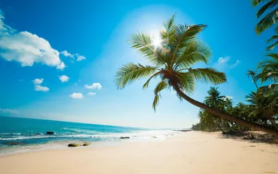 Пляж море пальмы песок (52 фото) - 52 фото