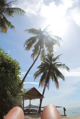 море пляж пальмы, пляж с пальмами, пляж тропики, море пальмы, тропический  пляж, Свадьба в Доминикане