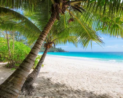 Море пляж пальмы - 69 фото