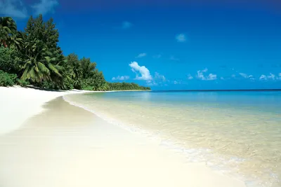 Пальмы Море Пляж - Бесплатное фото на Pixabay - Pixabay