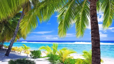 Картинка Море пальмы пляж » Пляж » Природа » Картинки 24 - скачать картинки  бесплатно