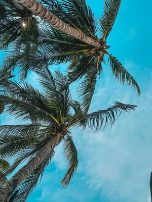 Море, пляж, пальмы, фото реалистично» — создано в Шедевруме