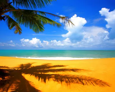 Море пальмы и песок (53 фото)