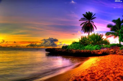 Море пляж пальмы солнце (59 фото) - 58 фото