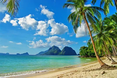 Фото море пляж пальмы фото