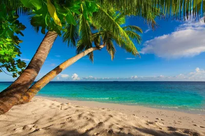 Онлайн пазл «Море пляж пальмы»