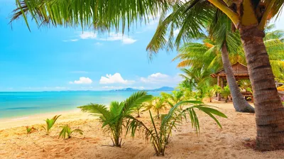 Море пляж пальмы дети черепаха …» — создано в Шедевруме