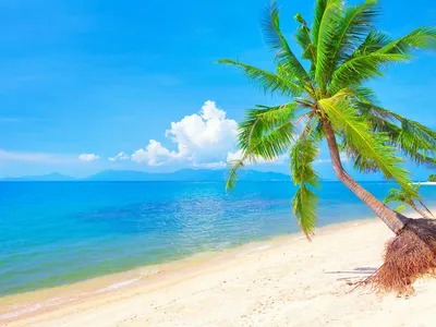 Фотографии Пляж Море Природа Пальмы Горизонт Деревья 1600x1200