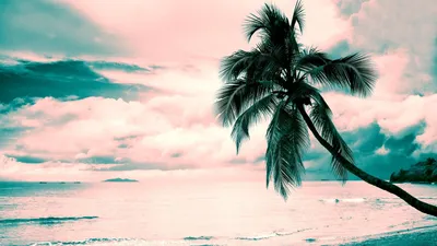 Обои на рабочий стол пальмы и море (70 фото) - 70 фото