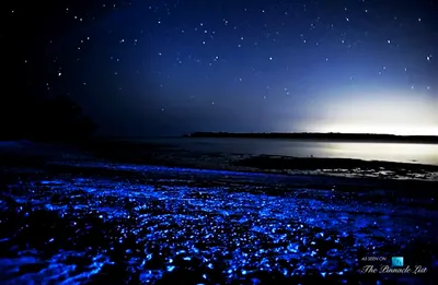 Море ночью - Айвазовский И.К. Подробное описание экспоната, аудиогид,  интересные факты. Официальный сайт Artefact