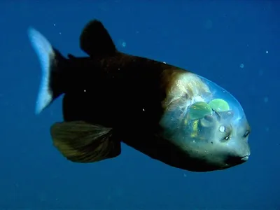 Фото морских животных и рыб фото