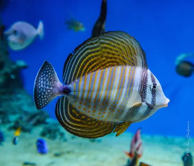 7 удивительных морских животных: а вы таких знаете? - Телеканал «О!»